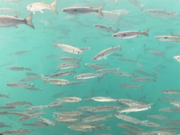 바다에서 물고기