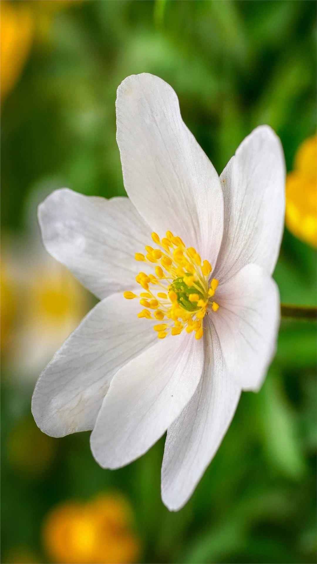 Anemone Flower iPhone Wallpaper