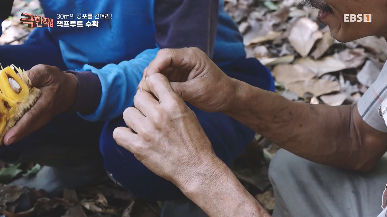 TV - 전 국민의 평생학교 EBS30m의 공포를 견뎌라! 인도네시아 열대과일 수확.mp4_20240103_200548.779.jpg