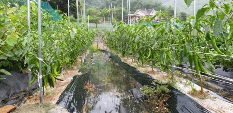 고추 ...모두싹 살포 물에 잠긴 3