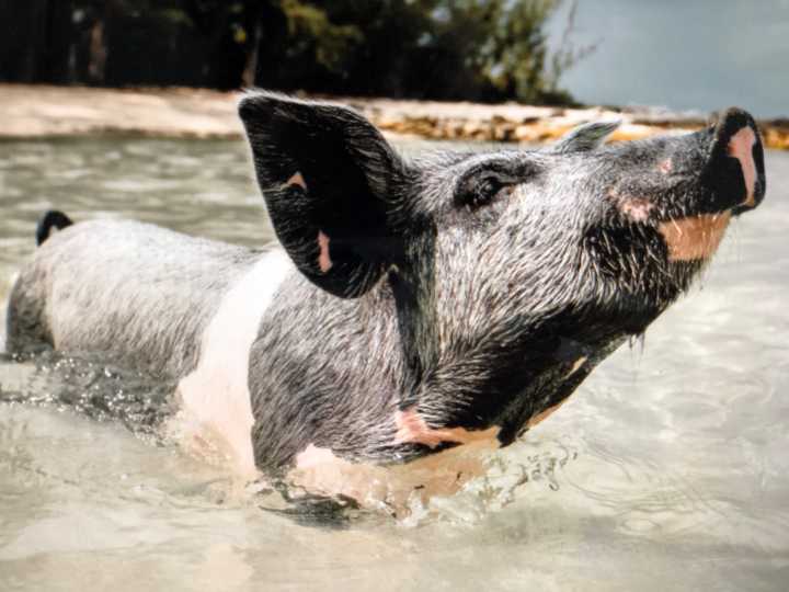 물에서-수영하는-돼지