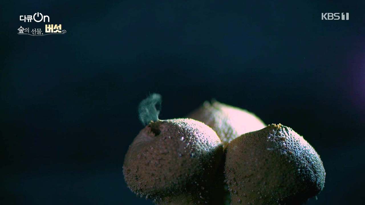 다큐 온.E227.231120p-NEXT.mp4_20231121_202020.250.jpg