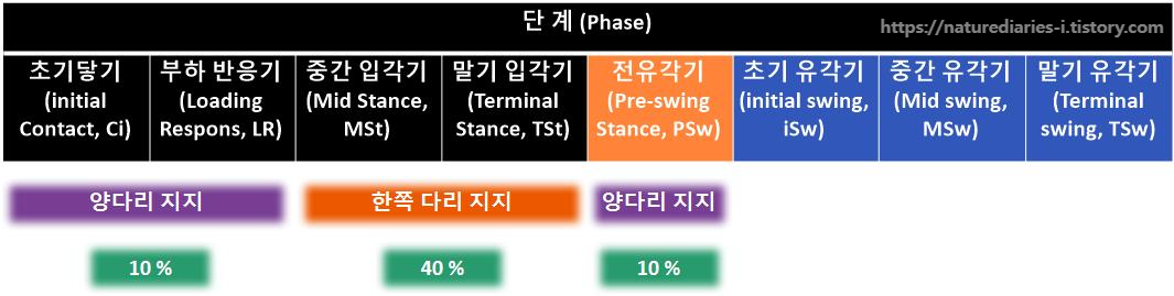 걷기의 밸런스&#44; 보행주기에서의 한쪽 다리 지지기와 양쪽 다리 지지기 ; 보행주기 단계별