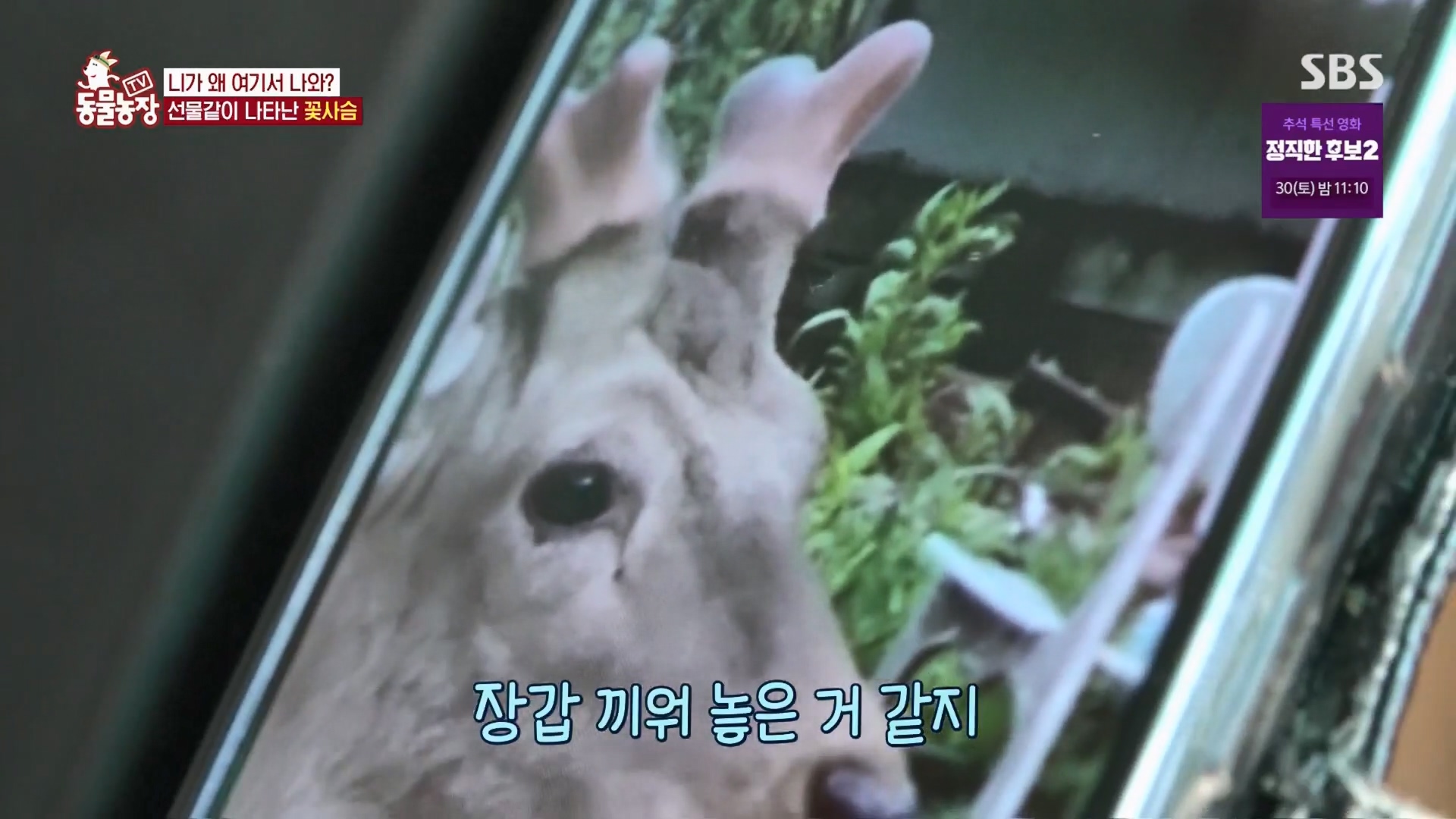 TV 동물농장.E1139.230924p.H264-F1RST.mp4_20230924_171704.651.jpg