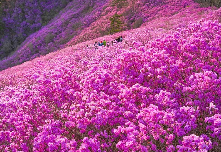 전국 진달래꽃 명소 - 지구별 여행 정보