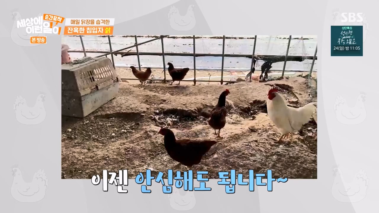 순간포착 세상에 이런일이.E1257.231224p-NEXT.mp4_20231224_180238.050.jpg