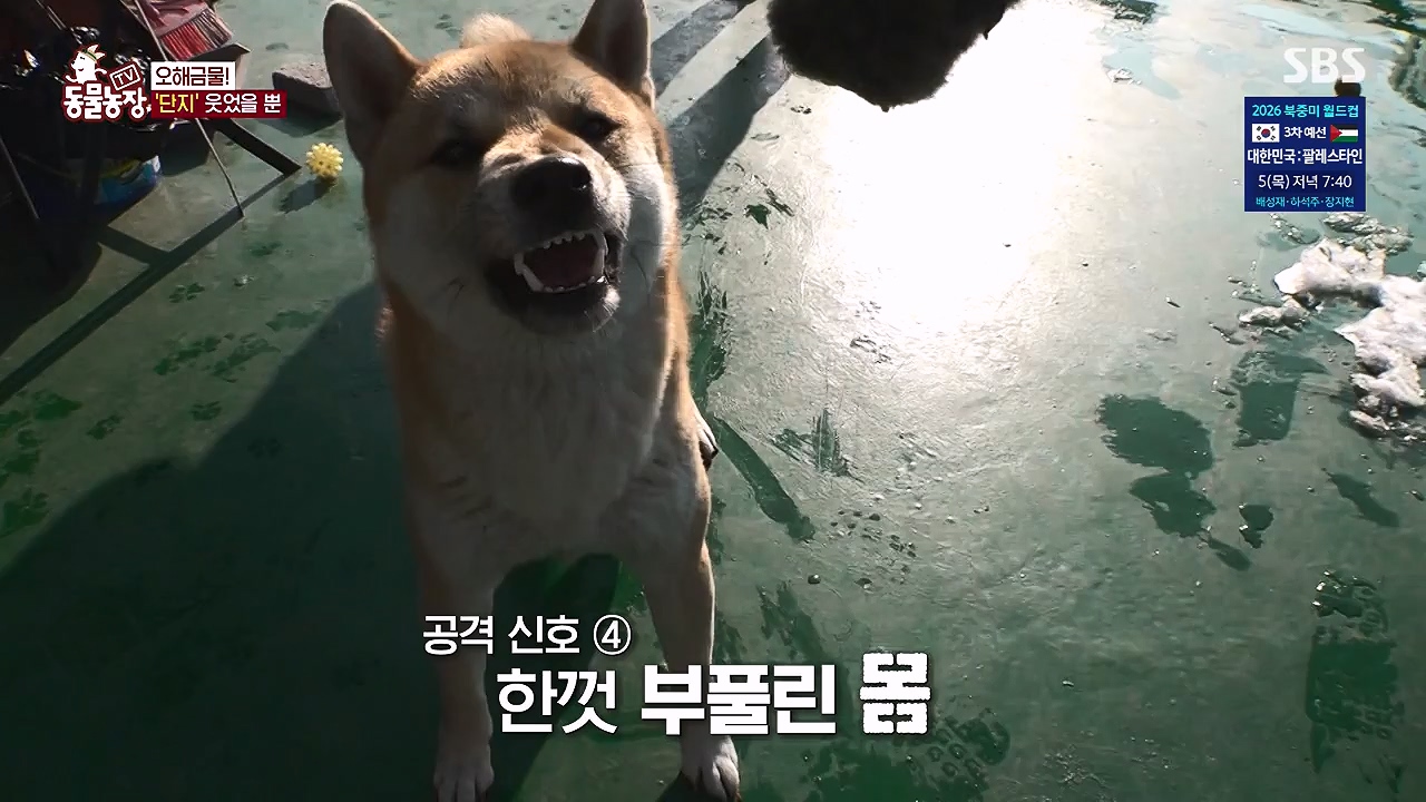 TV 동물농장.E1187.240902p-NEXT.mp4_20240901_155502.937.jpg