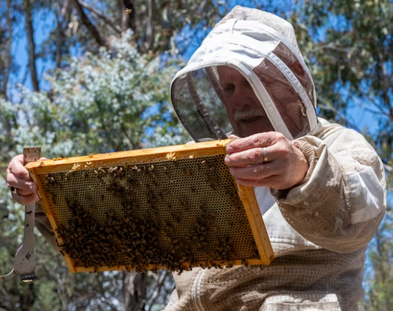 Deciphering Bee Swarms Understanding Nature&#39;s Phenomenon