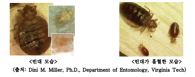 빈대 찾는 법-질병관리청