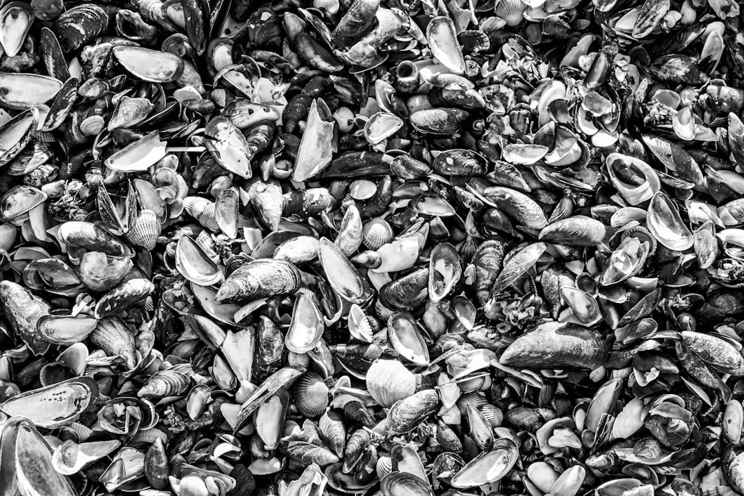 Mussels