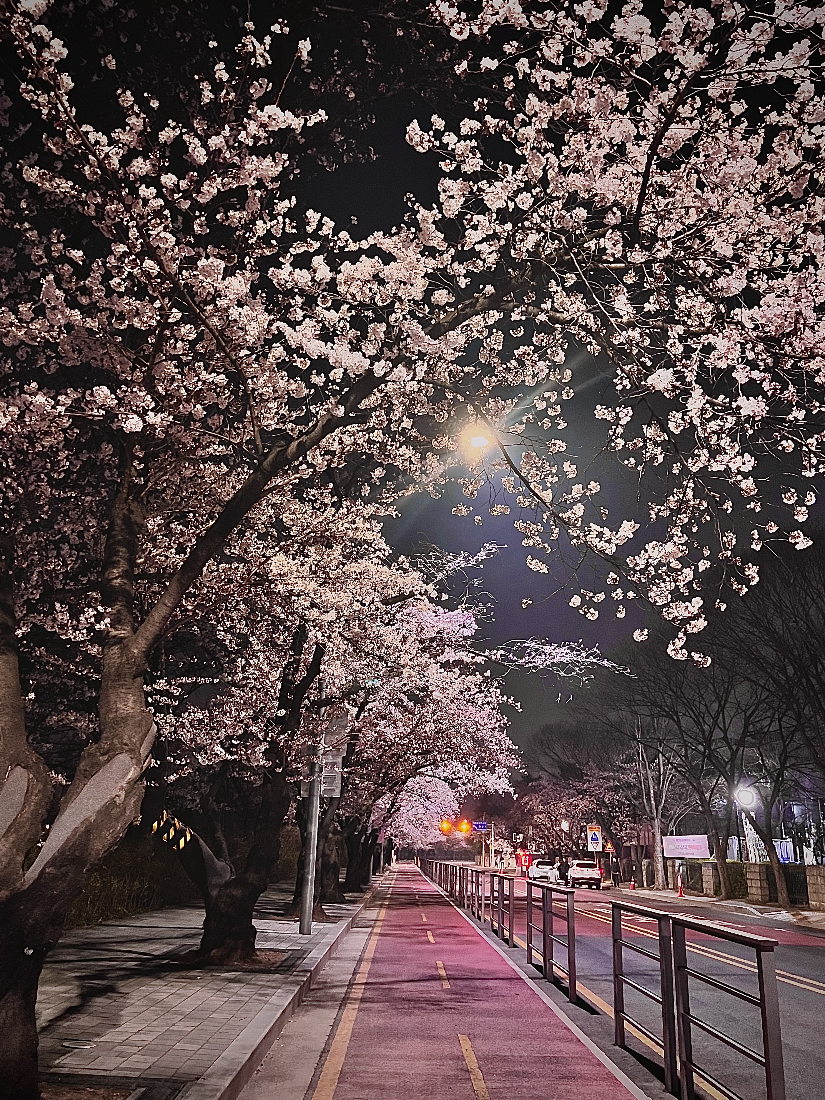  [ 여의도 ] 서울 밤 벚꽃놀이