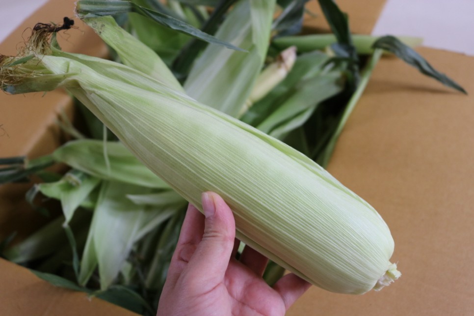 초당 옥수수 보관 냉동 냉장 2가지 방법 6