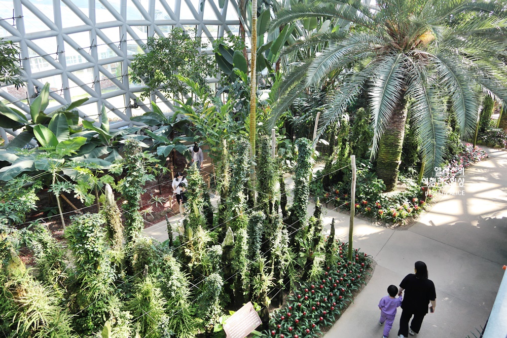 거제 정글돔 멋진 거대한 온실 식물원&#44; 마치 정글에 온 듯?! 요금 입장시간