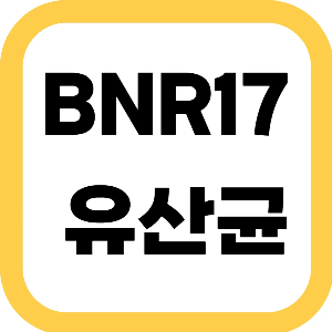 BNR17 유산균