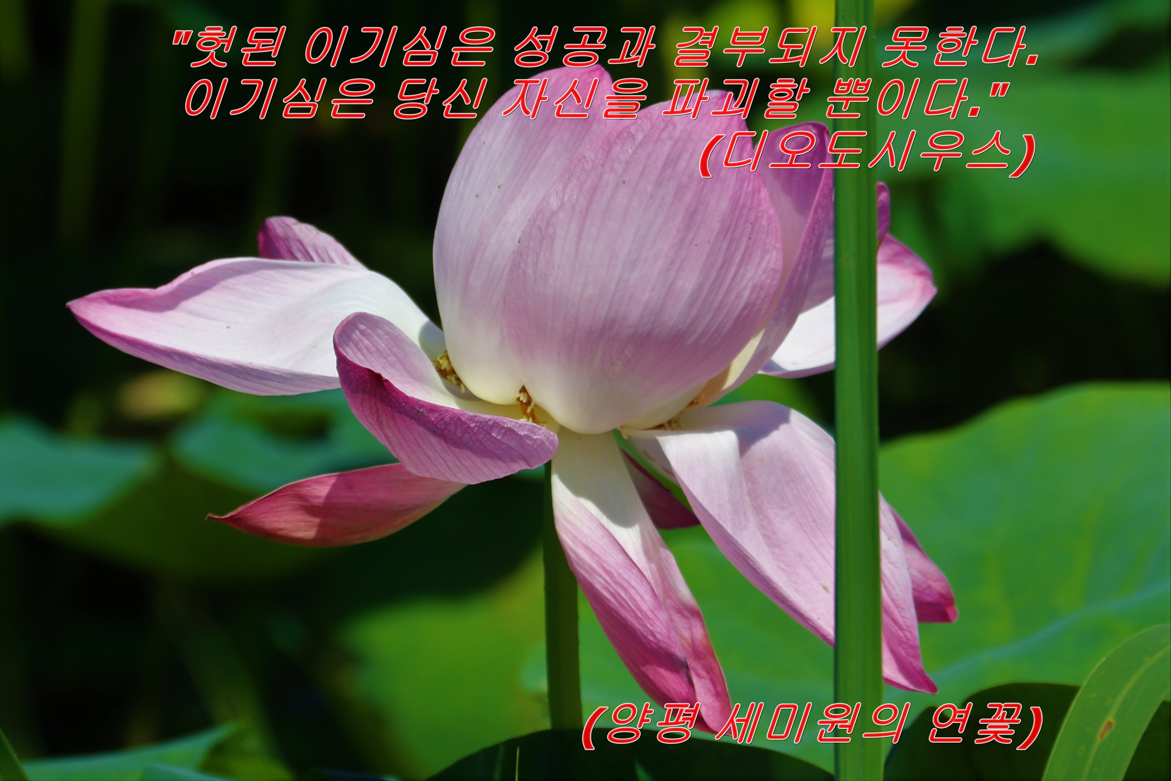 시우스 이미지