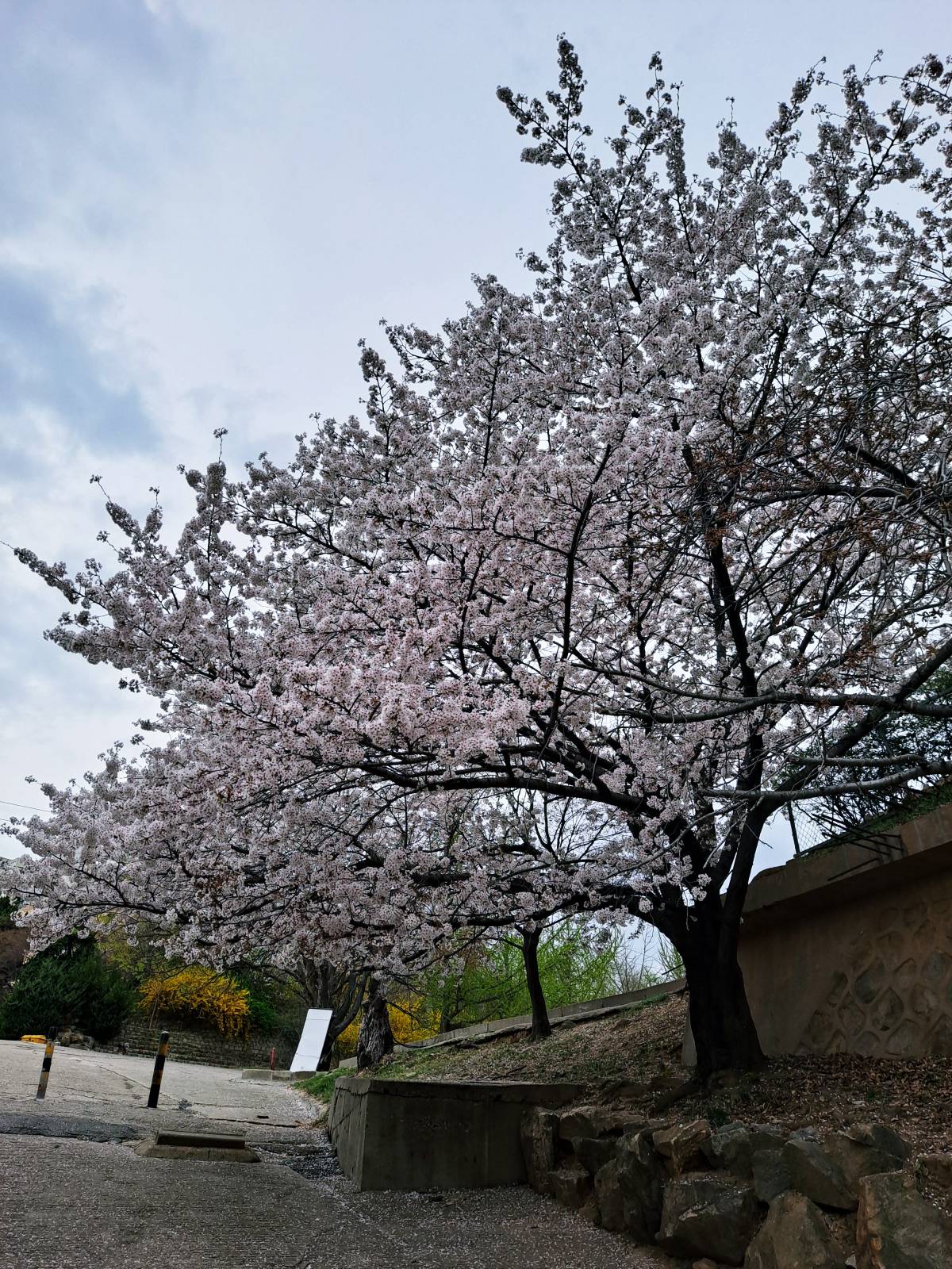 선인재단 언덕위 벚나무