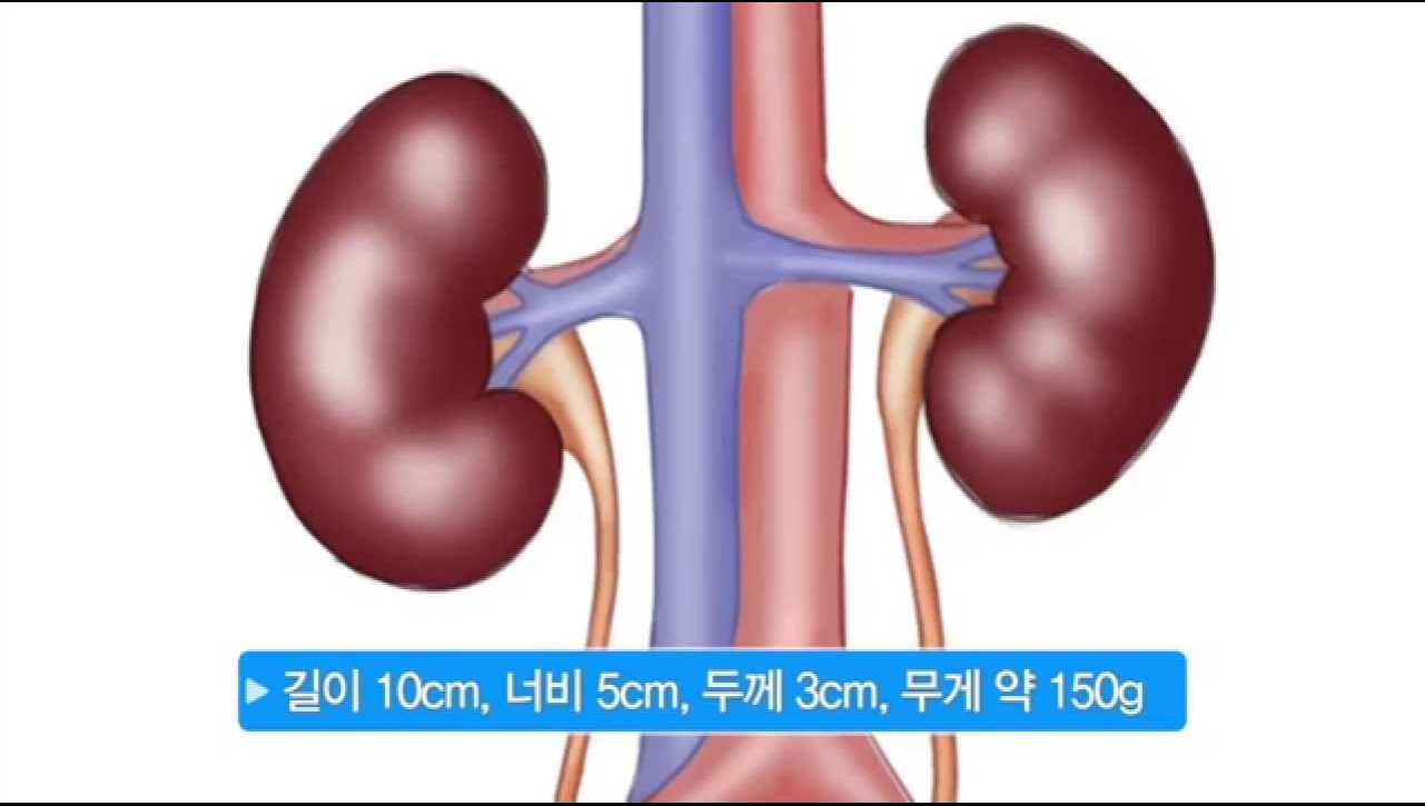 신장이 안좋으면 나타나는 증상 5