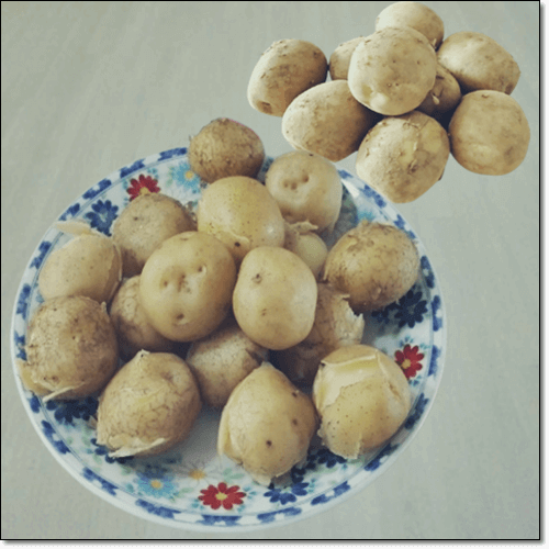 찐 감자 효능 및 찌는 법