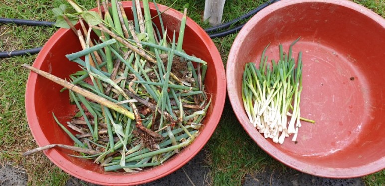 고추 ...모두싹 살포 물에 잠긴 14