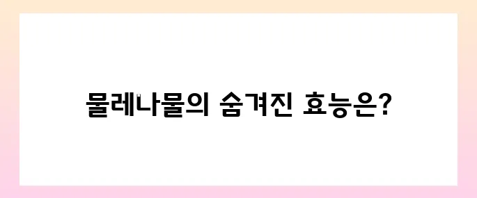 물레나물 효능, 부작용 및 먹는법