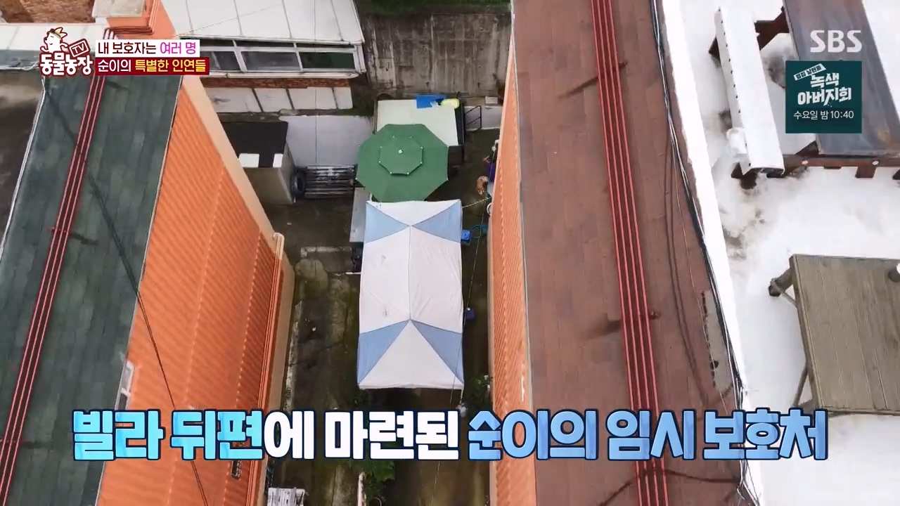 TV 동물농장.E1143.231030p-NEXT.mp4_20231029_162055.673.jpg