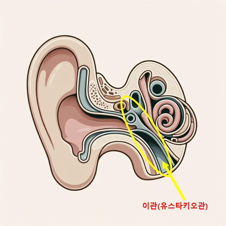 귀의 내부 구조