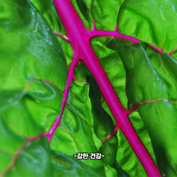 근대 보관법