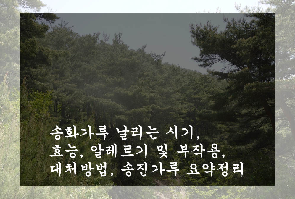  송화가루 날리는 시기, 효능, 알레르기 및 부작용, 대처방법, 송진가루 요약정리
