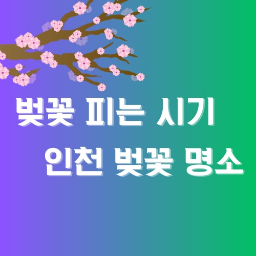 2023년 벚꽃 피는 시기 인천 벚꽃 명소