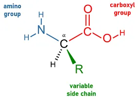 아미노산의 구조 (Structure of Amino acid)