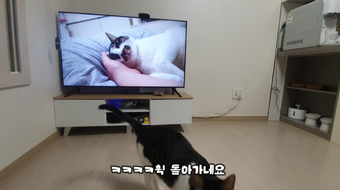 고양이