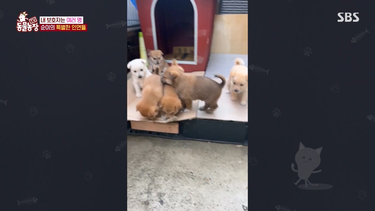 TV 동물농장.E1143.231030p-NEXT.mp4_20231029_162411.321.jpg