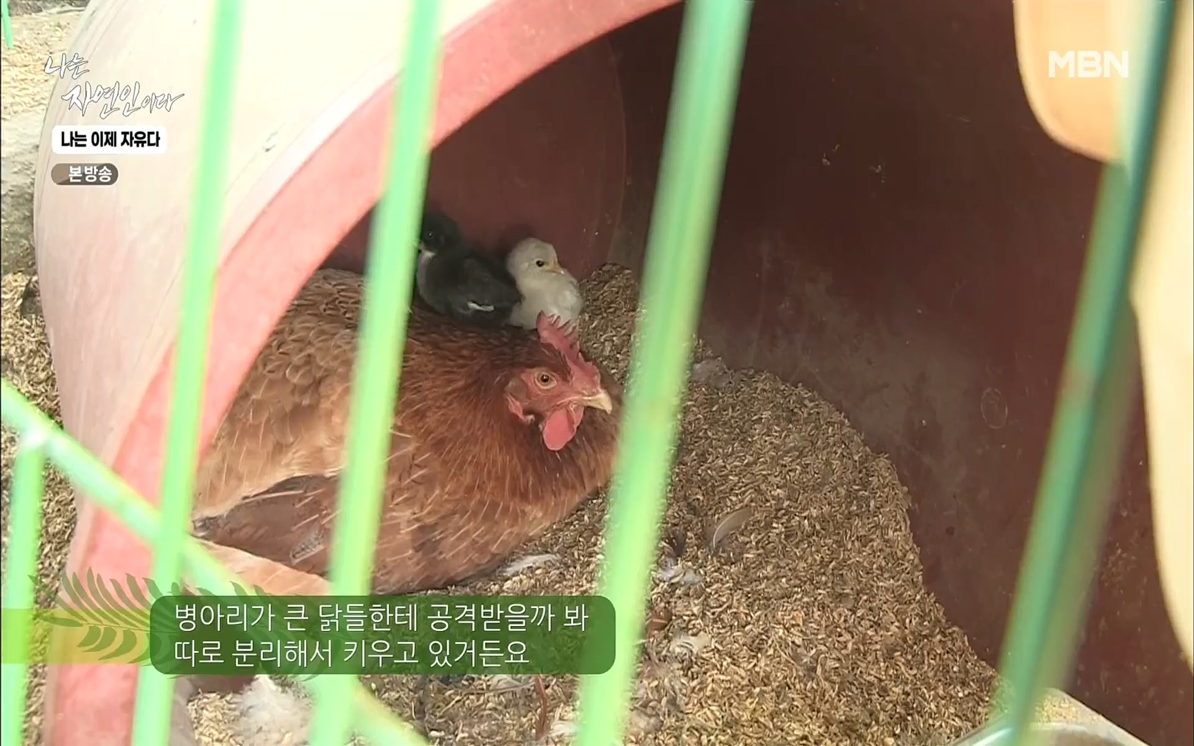 나는 자연인이다.E503.220525p.H264-F1RST.mp4_20220526_201146.917.jpg