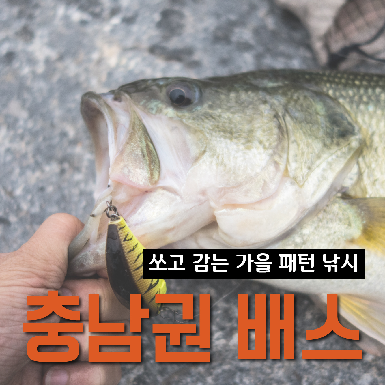  충남 보령, 최근 피싱로그 99.9 에 나왔던 포인트. 가을의 신나는 쏘감 배스낚시.