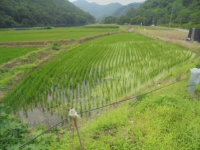 논산지원2022타경21022 기호 2. 서측 답 부분