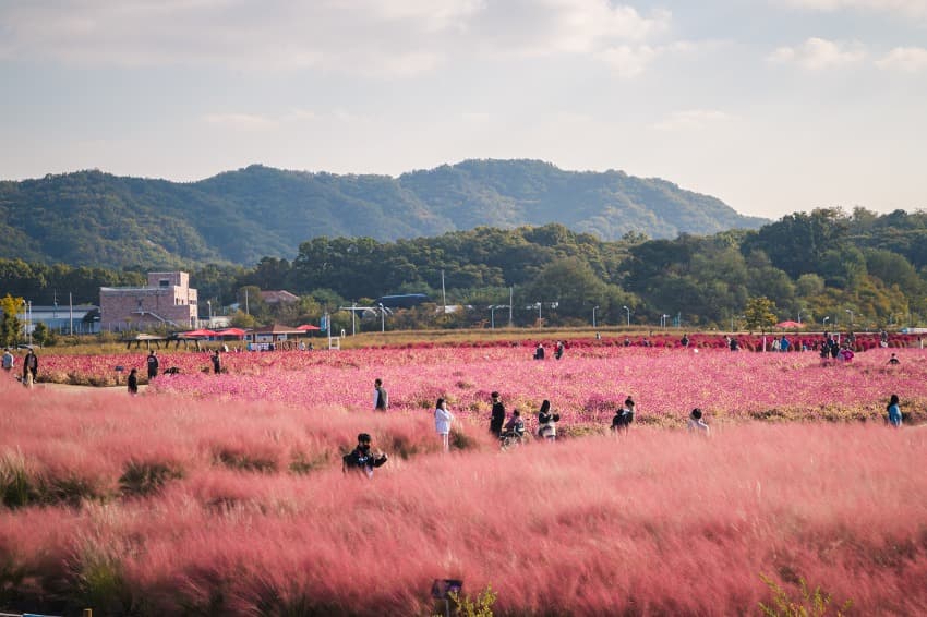  올해도 찾아가 본 양주 나리공원 (핑크뮬리, 억새)