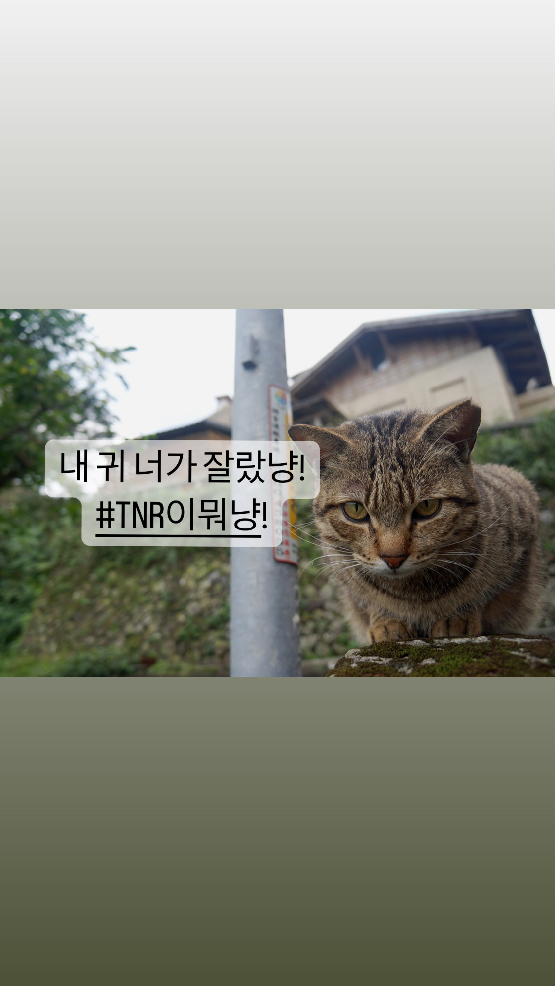  [동물]고양이 귀 잘림. 누가 그랬어!!
