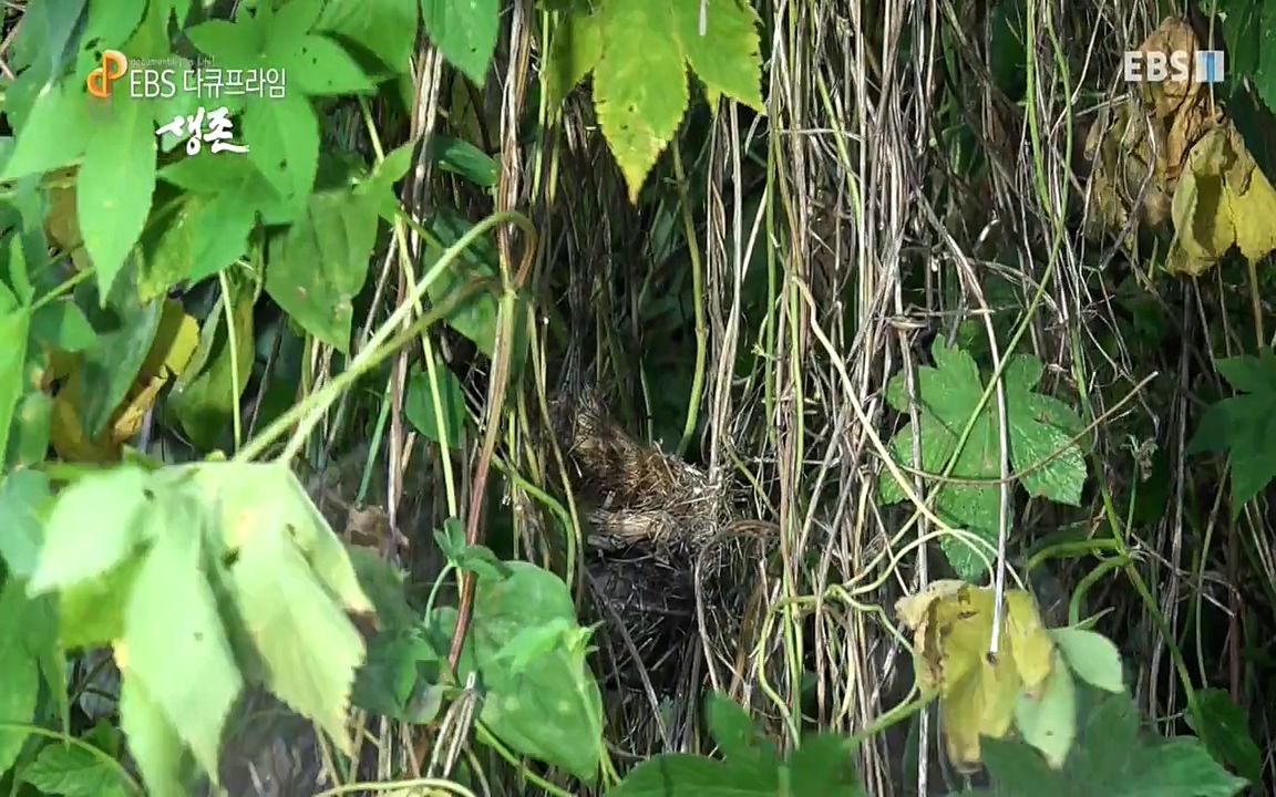 생존 3부_ EBS 다큐프라임_ 220629.avi_20220701_210343.775.jpg