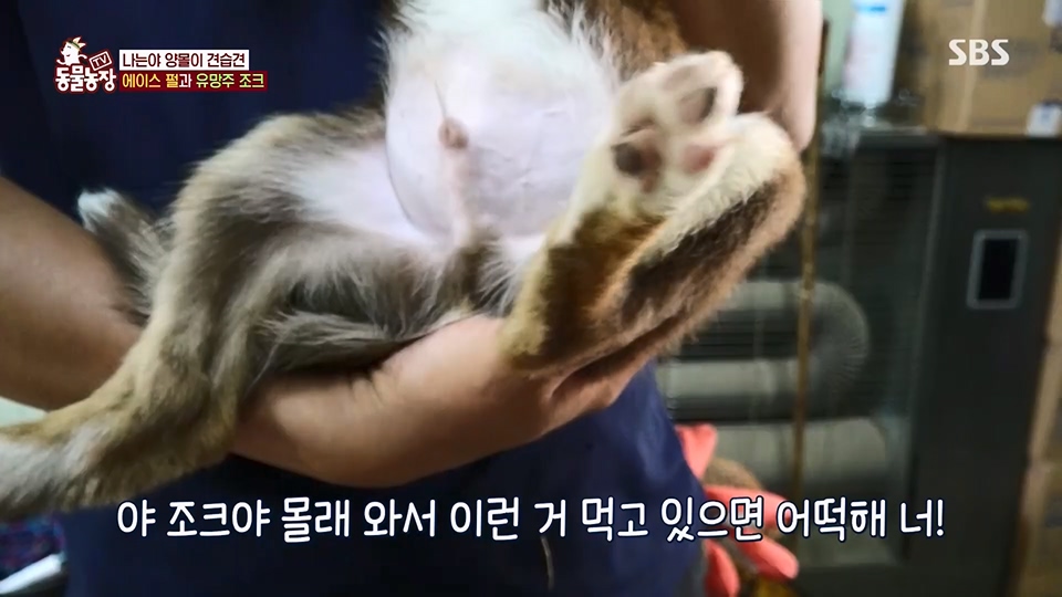 TV 동물농장.E1125.230618p.H264-F1RST.mp4_20230618_192103.792.jpg