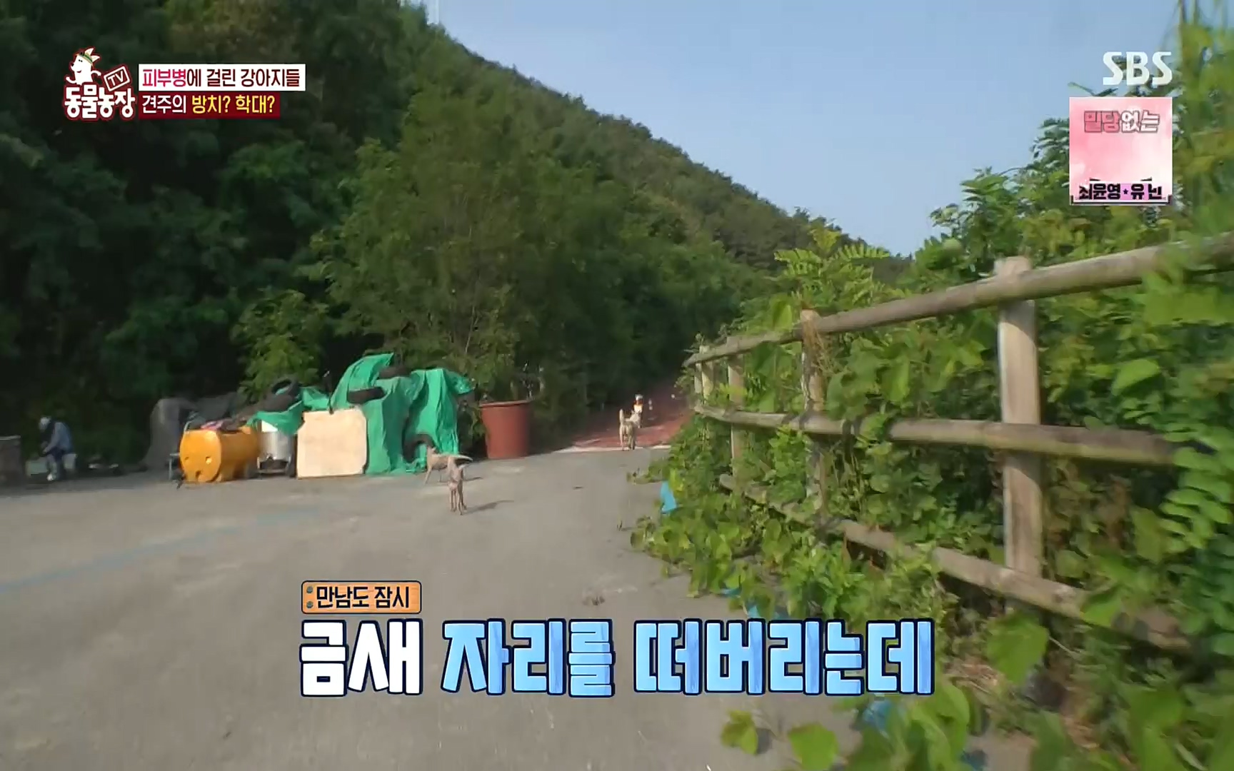 TV 동물농장.E1081.220807p.H264-F1RST.mp4_20220807_213639.150.jpg