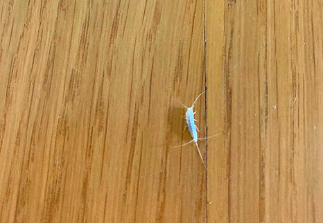  좀벌레 퇴치약 제일 빨랐던 방법