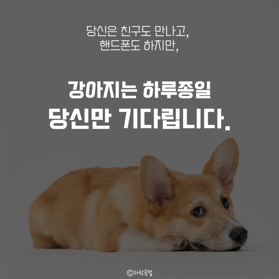 반려견 입양 전 유의사항 체크해주세요! [카드 뉴스] 귀여운 강아지 키우지 마세요 9