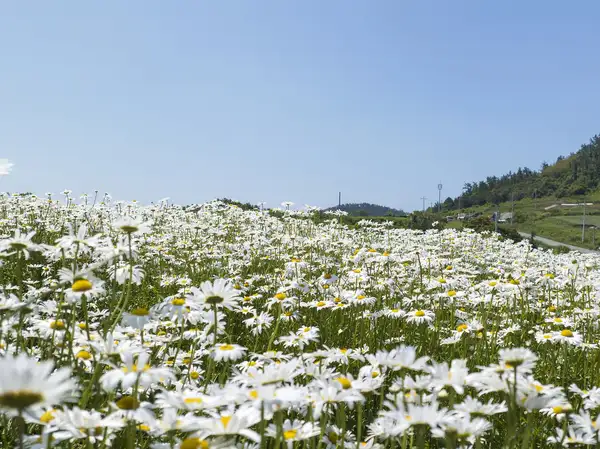 장산도 샤스타데이지