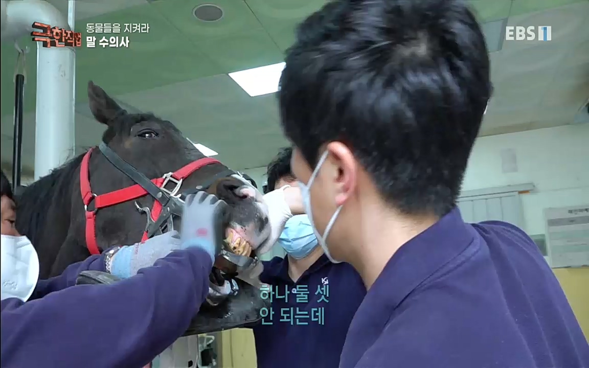 TV - 교육의 중심 EBS동물들을 지켜라, 수의사와 유기 동물 구조팀.mp4_20220913_200147.799.jpg