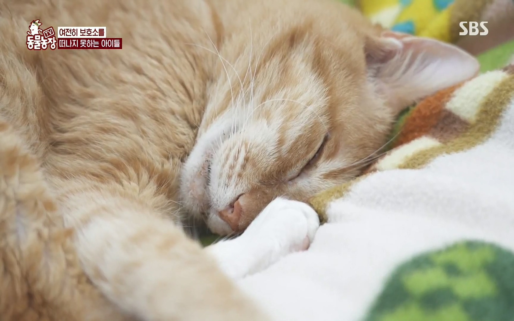 TV 동물농장.E1074.220619p.H264-F1RST.mp4_20220619_180457.127.jpg