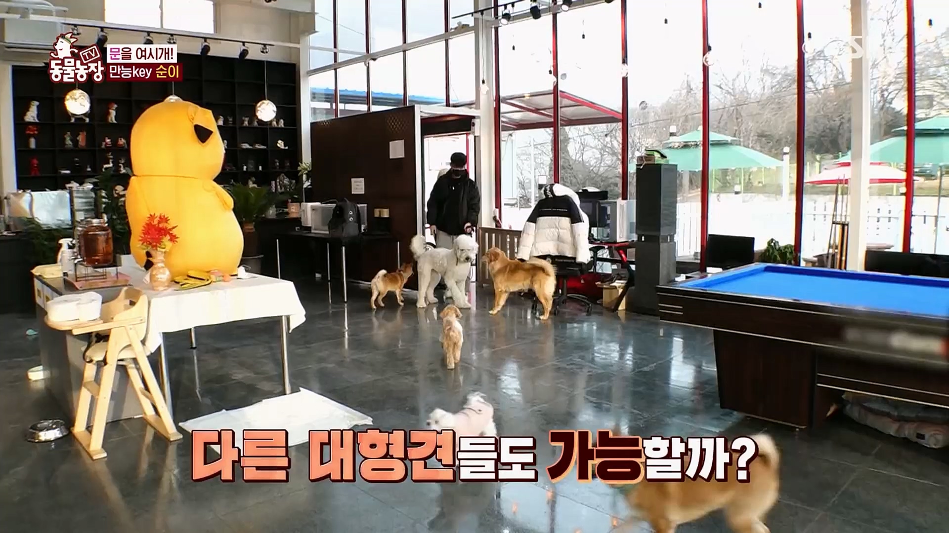 TV 동물농장.E1109.230219p.H264-F1RST.mp4_20230219_142824.230.jpg