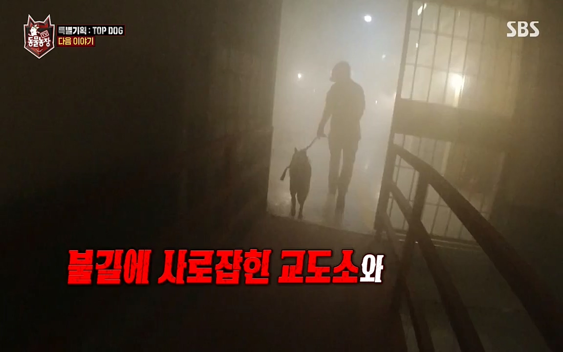 TV 동물농장.E1085.220905p-NEXT.mp4_20220904_173608.117.jpg