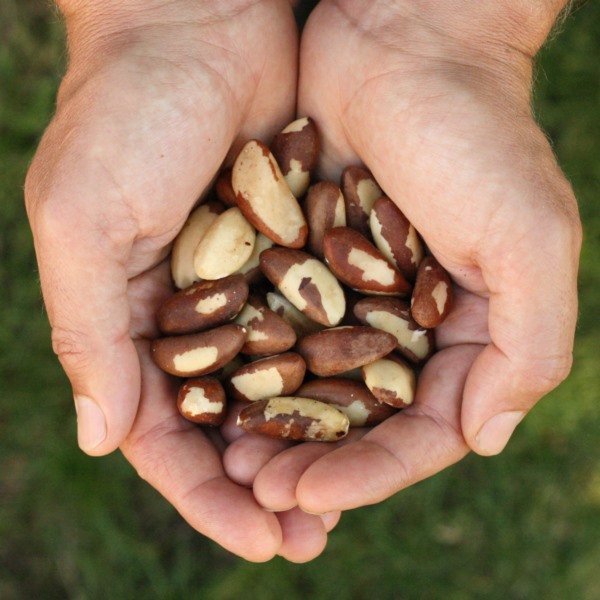 브라질 너트의 장점