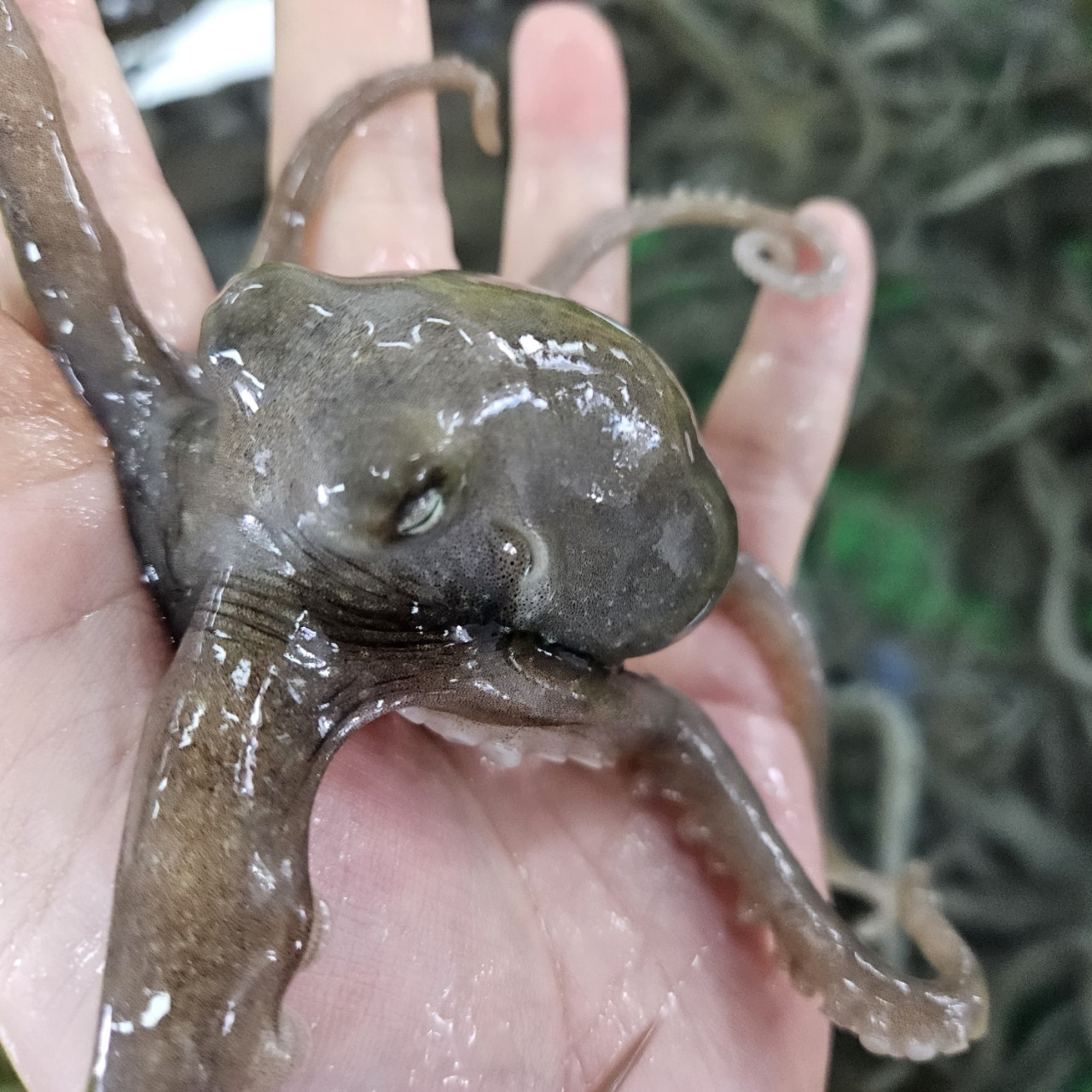 목포갯벌낙지 이미지