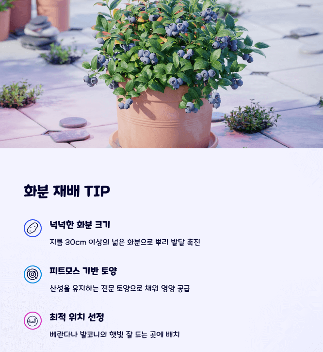 블루베리 화분